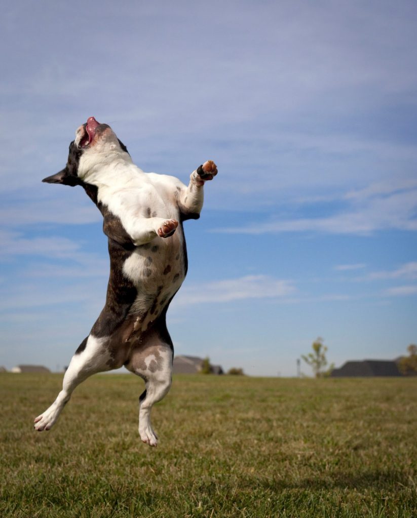 A black and white French bulldog leaping into the air in a grassy field