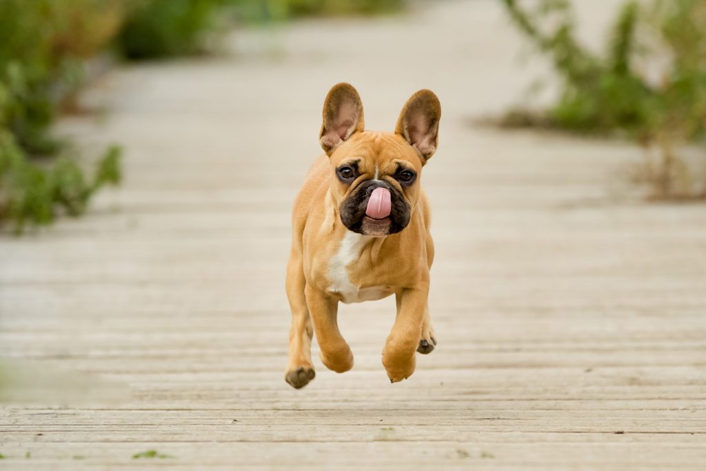 A fawn French bulldog running toward the camera on a boardwalk